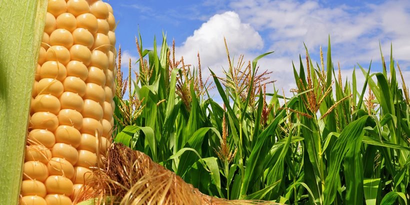 INFORMES_ogms_interna_horiz_840x410