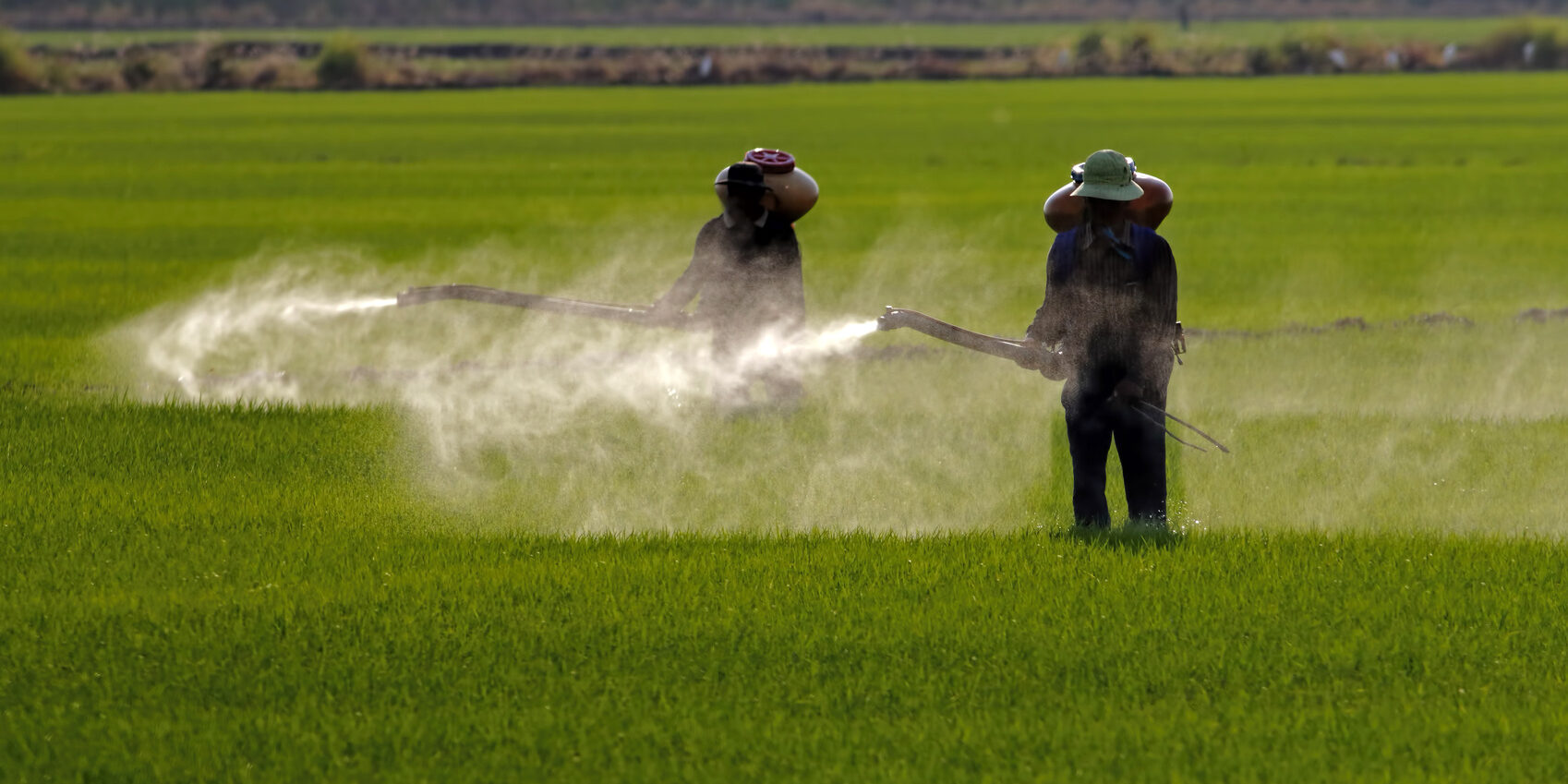 Farmer spraying pesticide in paddy field