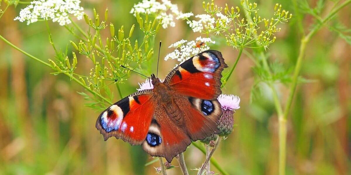 -por-que-las-mariposas-son-de-diferentes-colores_-1