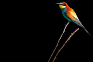 Pájaros, un poema de Liana Castaño