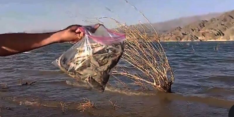 peces-muertos-en-dique-Costa-del-Viento-en-San-Juan-3