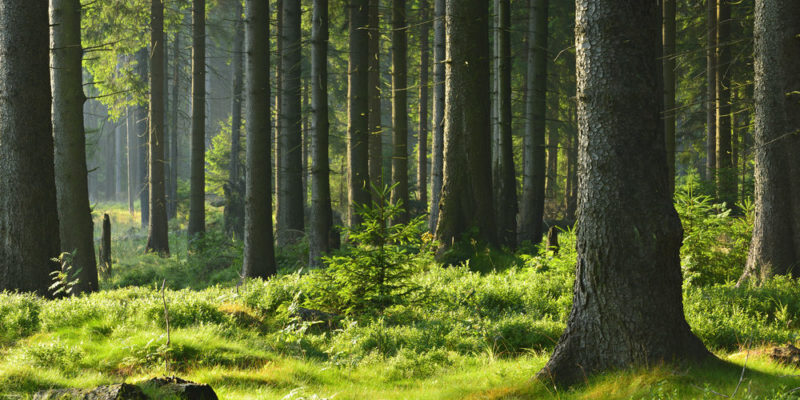 bosque-1-e1577589217640